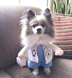 Photo of AJ, Emotional Support Dogtor